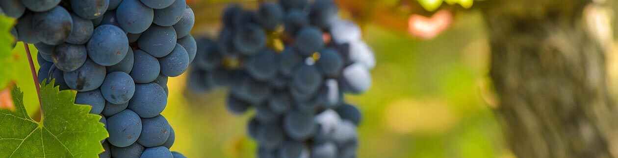 weingut-wischer-rotwein-1260